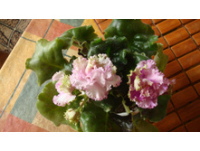 ��-��������� ������� (�����)