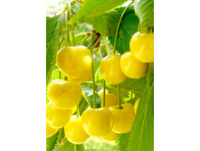 ������� ���������-430�