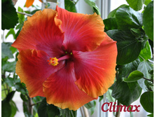 Climax