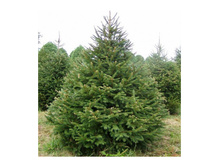 ���� �����