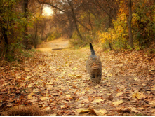 ������� ���