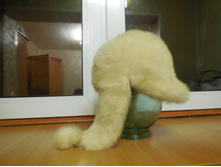 ����� �������� �������