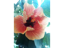 IMG 20150527 063202.jpg