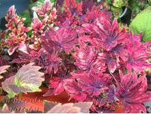 Hot Embers