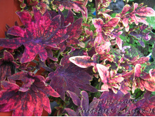 Hot Embers & Burning Bush