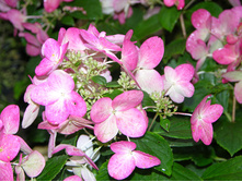 ���� �������� *