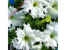 ������� ����������� �������� ����� ����� 16,30 ���.[���.3003457]