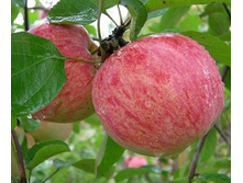 ������ �������� ���������-350�.jpg