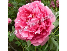 ���� ����������� �����.jpg