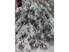 IMG 20151120 111934.jpg