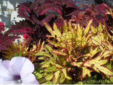 DSCN4559.JPG