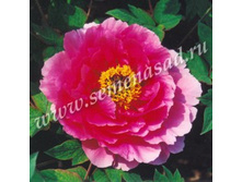 ���� ����������� ������� �����.jpg