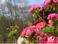 DSCN5211-1.JPG