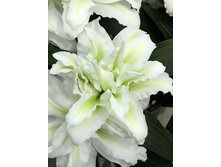 ROSELILY ���� 70,00.jpg