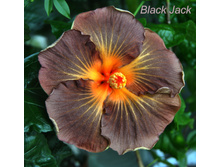 Black Jack
