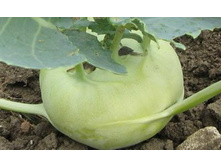 ������� �������� ������ F1  ������ 30,00 ���. [���.6000373]