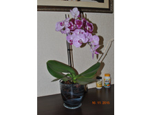 DSC 0873.JPG