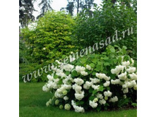 ��������� ����������� �������.jpg