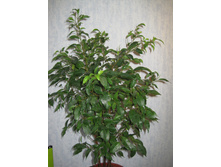 ���������� ������