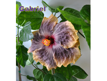 Gabriel