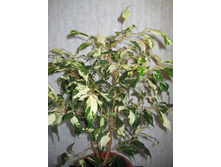 ���������� �����