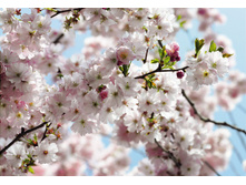 8NW-507 ������ Komar-Spring �������� �� ����� 368-254cm 2513���.jpg