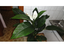 ����������� ��������