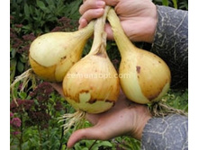 ��� �������� ��������� ����������� ,(��) 8,20 ���. [���.��000009246]