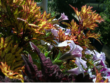 DSCN4594.JPG