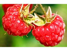 ������. ������������ ����� ��� ���� "���� �������". ���� 450�