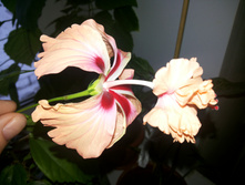 El Capitolio Tcuila Sunrise