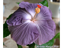 Moorea Mangy Blue