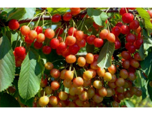 ������� �����-430�