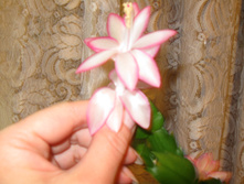 IMG 4567.JPG