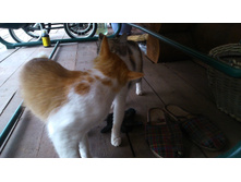 ������ �������