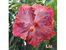 Liz