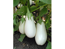 �������� ������� F1 0,3� ������  9,20 ���. [���.2000050]