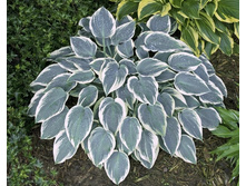 ��� �����(No3-����)