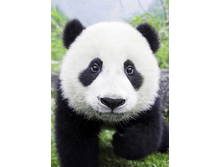 ���������� ����� 19*27 ag486 - 585 ���.