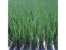 ���  �� ������ ������ F1 (�������) 18,71 ���.. [���.��000000300]