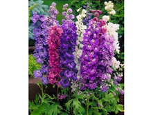 ���������� �����,(��) 12,00 ���.[���.3001024]