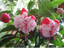 ������ ��������