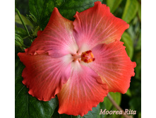 Moorea Rita