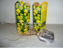 �������� ������������� ������ ���� ������, ���� ����, �������150.00 ���