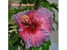Wine Spritzer