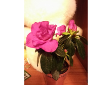 IMG 20151123 175337.jpg