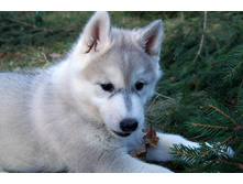 ZAK HARPER DRAGON WHITE/ ��� ������ ������ ����