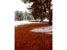 IMG 20151112 120303.jpg