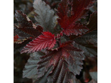 ������������� ��� �����*