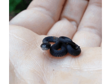 ������ ������ �� ������